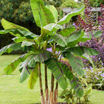 Hayloft Musa Sikkimensis ‘Ever Red’ - Banana Plant - 1 x 9cm Pot