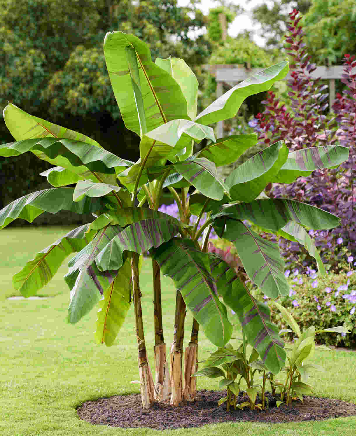 Hayloft Musa Sikkimensis ‘Ever Red’ - Banana Plant - 1 x 9cm Pot