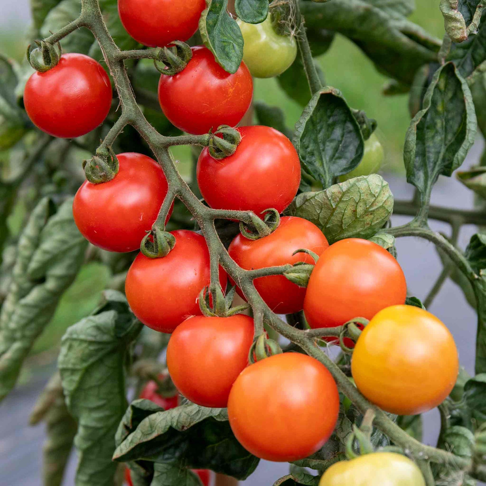 Tomato Consuelo, Blight-resistant Cherry Variety Seeds | 15 Seeds