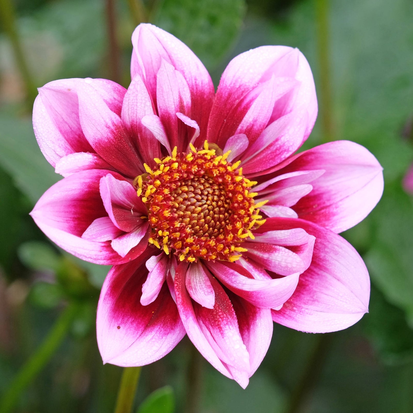 Dahlia 'liquid Desire' - 3l Pot | 1 x 3L | Pink