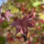Liquidambar Stryrac. Worplesdon Sweet Gum Tree 6ft Tall Supplied In A 12 Litre Pot