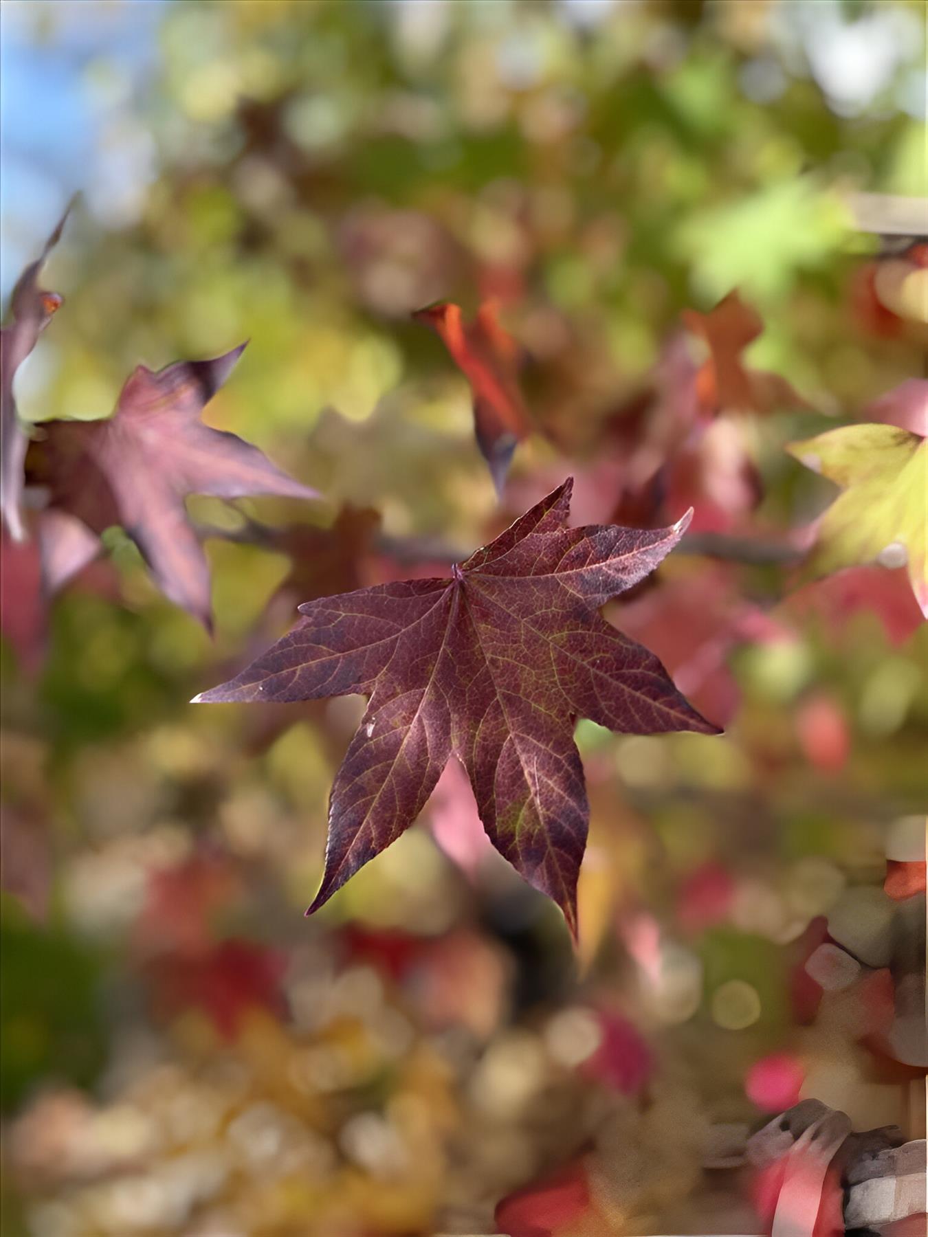 Liquidambar Stryrac. Worplesdon Sweet Gum Tree 6ft Tall Supplied In A 12 Litre Pot