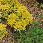 Choisya 'sundance' Evergreen Shrub | 1 x 9cm | Yellow & White