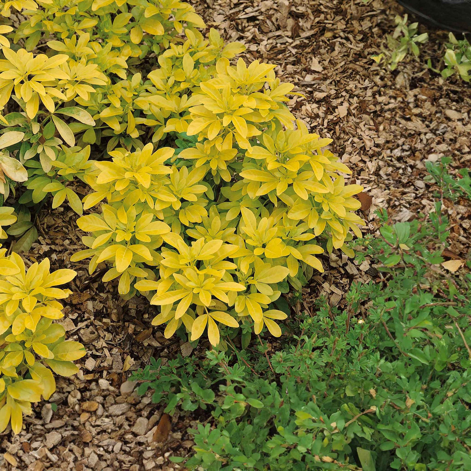 Choisya 'sundance' Evergreen Shrub | 1 x 9cm | Yellow & White