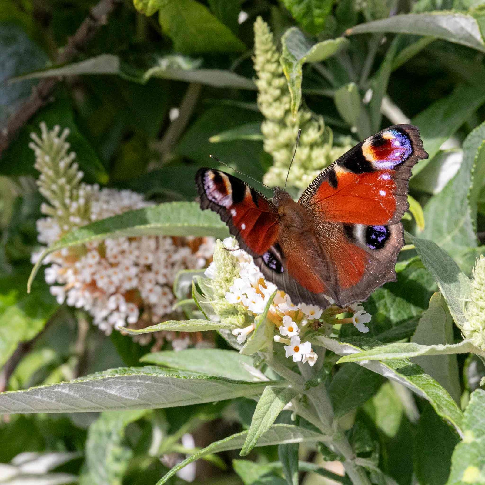 Buddleja 'butterfly Candy Little White', Dwarf White Butterfly Bush | 3XL | White
