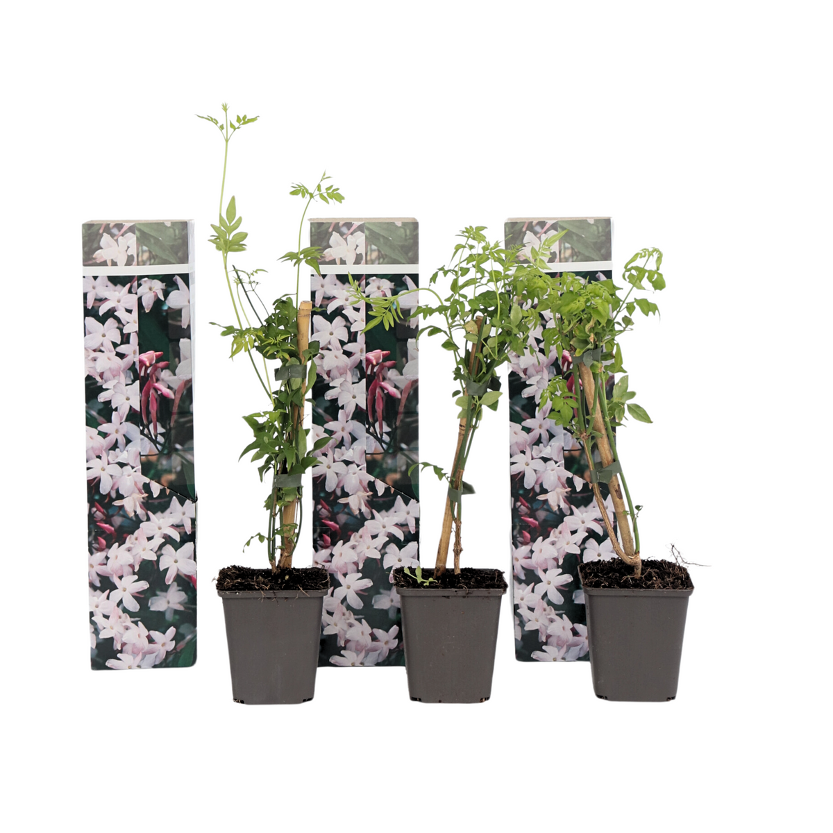 Star Of Jasmine - Jasminum 'officinale' - Height 25-40cm - ⌀9cm | Set of 3 | White