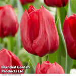 Thompson & Morgan Tulip Rockstar Collection 80 Bulbs