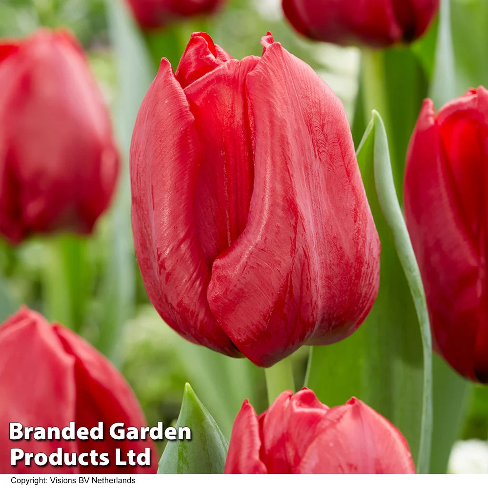 Thompson & Morgan Tulip Rockstar Collection 80 Bulbs