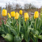 Tulip World Friendship — Primrose Yellow | 10 x Bulbs | Yellow