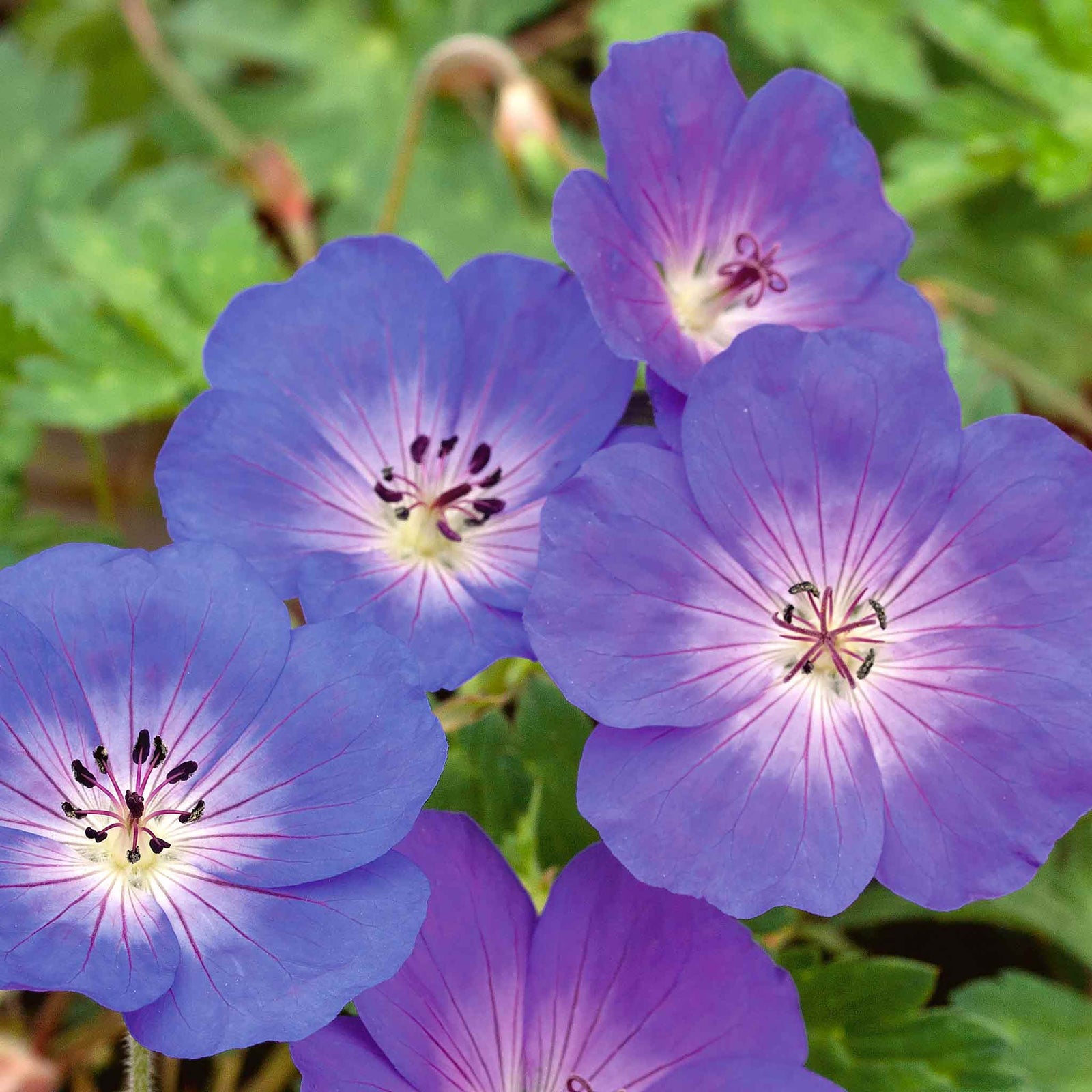 Geranium 'rozanne' Hardy Long-flowering Perennial | 3 x 9cm
