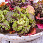 Kalettes Kale X Brussels Sprout Winter-hardy | 8 x Plug Plants | Green