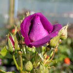 Rose 'rhapsody In Blue' – Purple Shrub Rose (roty 2003) | 1 x Bare Root | Purple