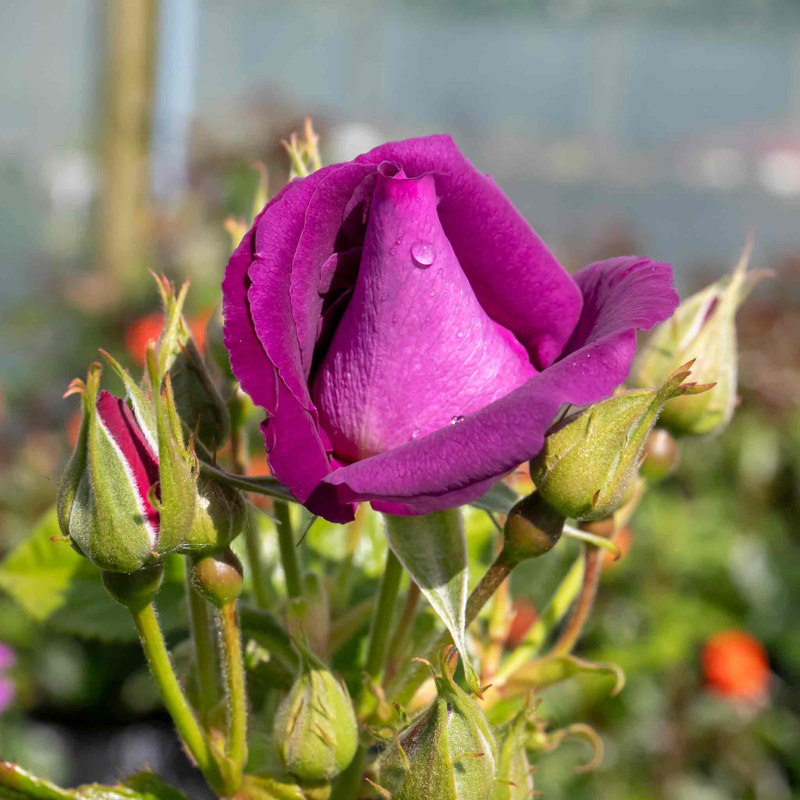 Rose 'rhapsody In Blue' – Purple Shrub Rose (roty 2003) | 1 x Bare Root | Purple