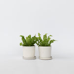 Bird's Nest Fern - 2 Pcs. - Asplenium Nidus 'crispy Wave' - H25-40cm - ⌀12cm | Set-of-2 | Green