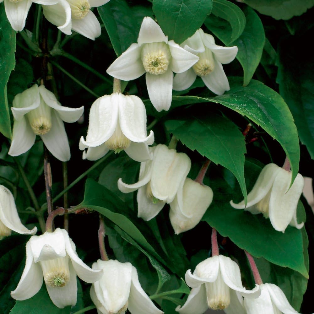 Thompson & Morgan Clematis Winter Beauty 1 x 2 Litre Potted Plant