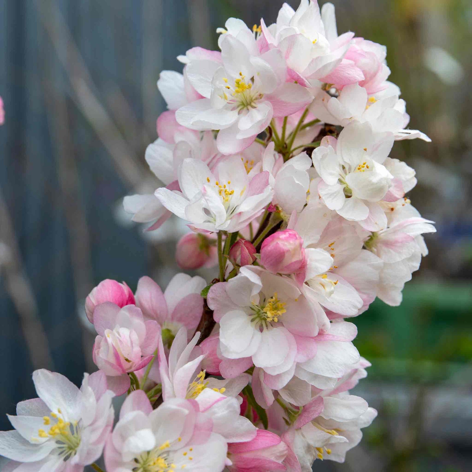 Malus X Floribunda Crab Apple Tree, Patio Dwarf (rhs Award) | 1 x 5L | Pastel Pink