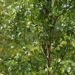 Betula Fastigiata Tree 6ft Tall Supplied In A 12 Litre Pot
