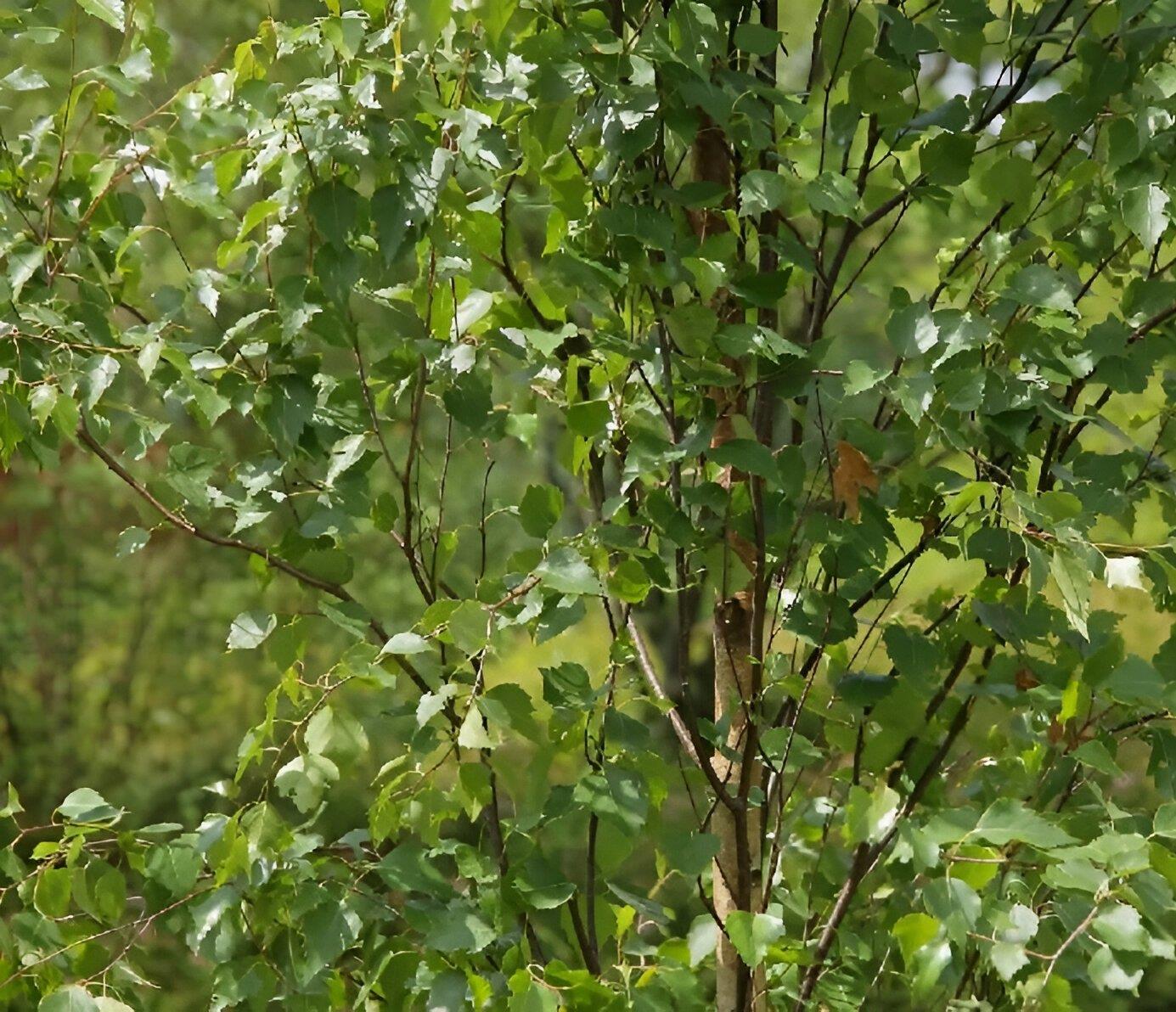 Betula Fastigiata Tree 6ft Tall Supplied In A 12 Litre Pot