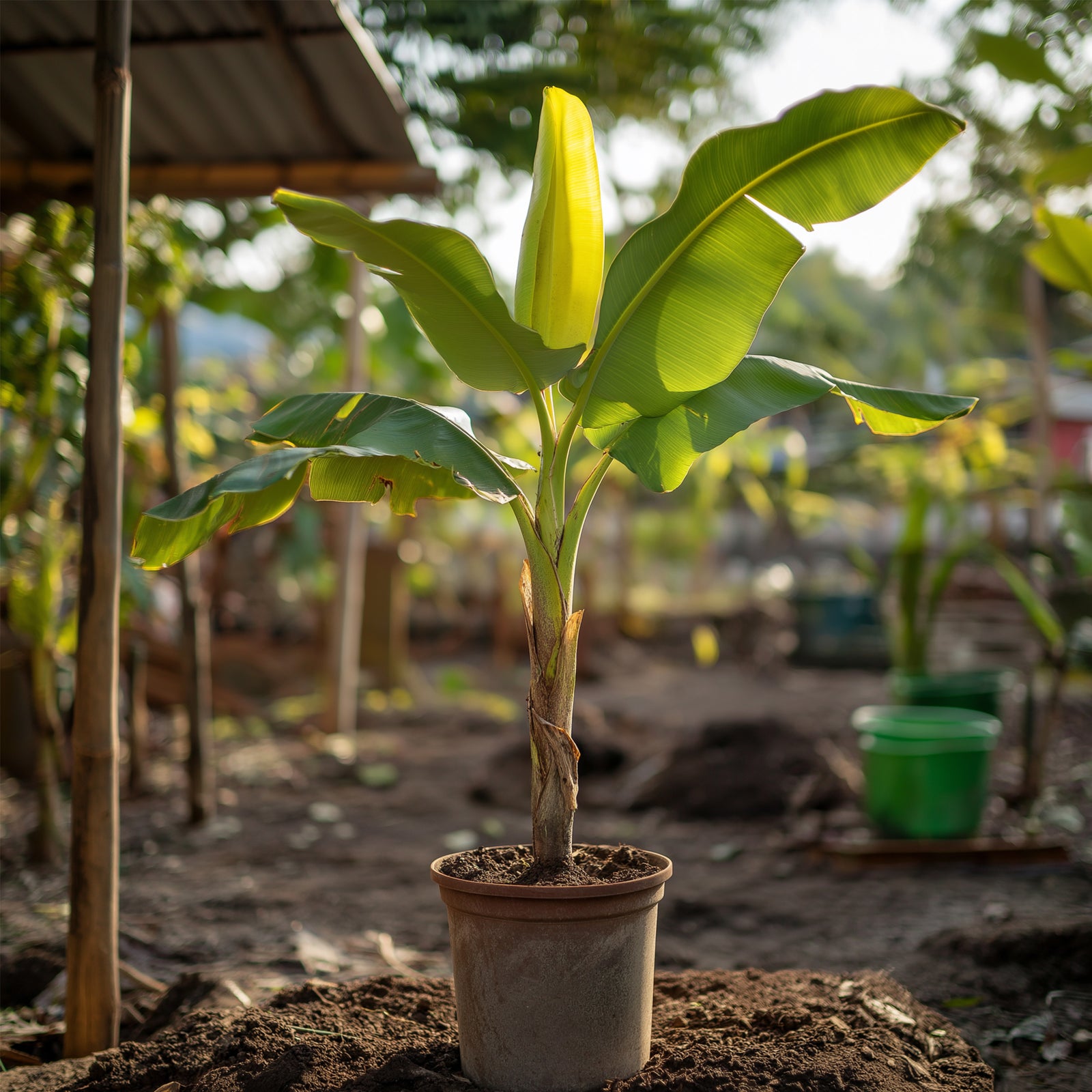 Hardy Banana - Musa Basjoo - Height 55-70cm - ⌀21cm | Set of 1 | Green