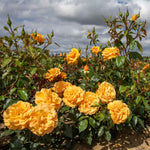 Rose 'golden Beauty' Floribunda (golden-orange, Rhs Agm) | 1 x Bare Root | Orange