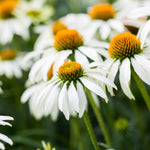 Hayloft Echinacea Purpurea White Swan - 9cm Pots