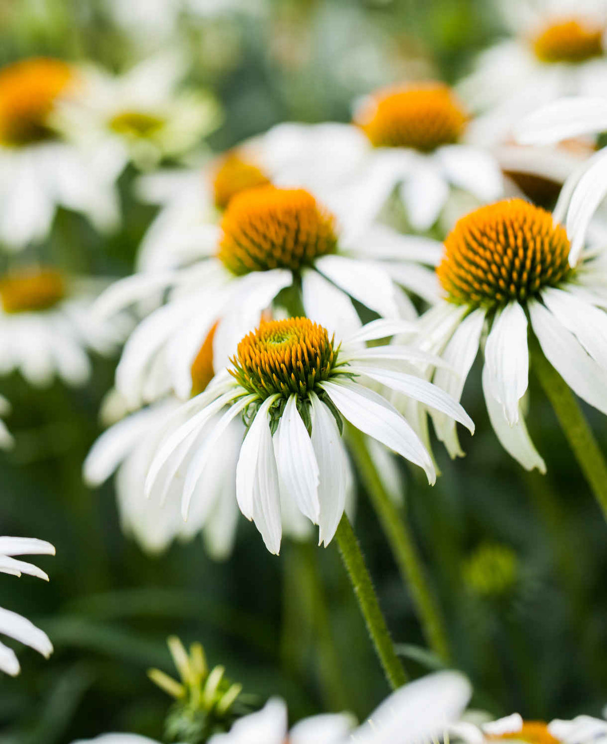 Hayloft Echinacea Purpurea White Swan - 9cm Pots