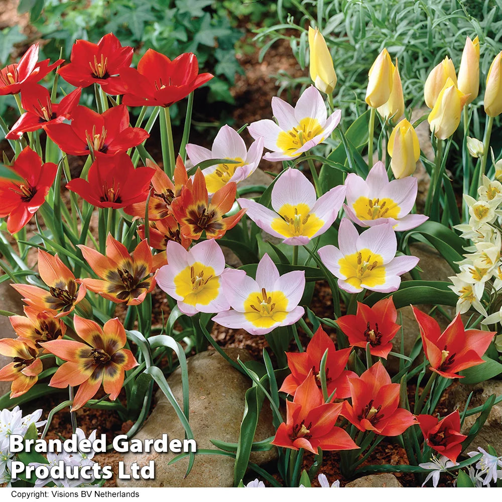 Tulip Ground Cover Mix Bulbs | 100 x Bulbs