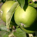 Apple Granny Smith Fruit Tree 6ft Tall Supplied In A 12 Litre Pot