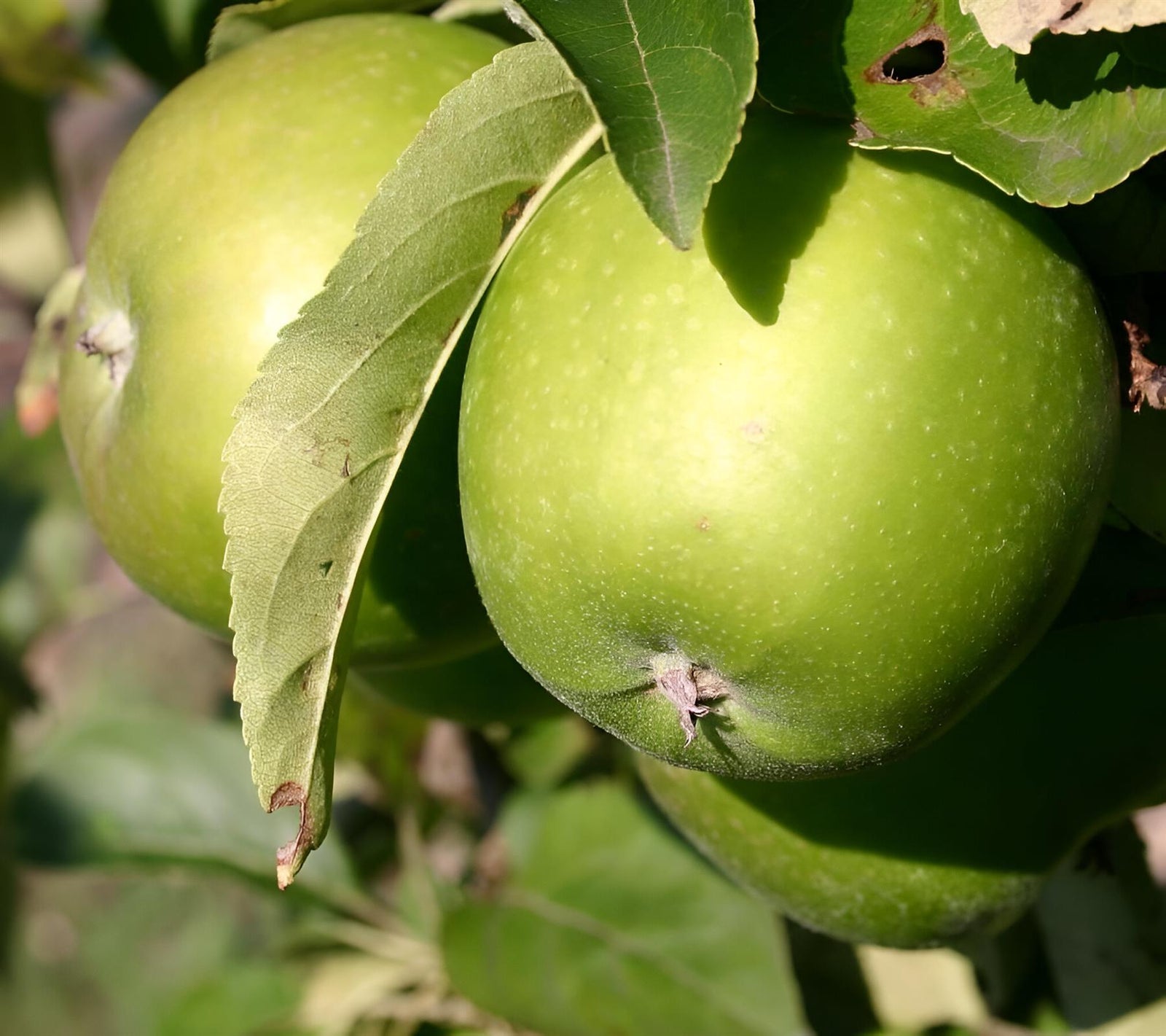 Apple Granny Smith Fruit Tree 6ft Tall Supplied In A 12 Litre Pot