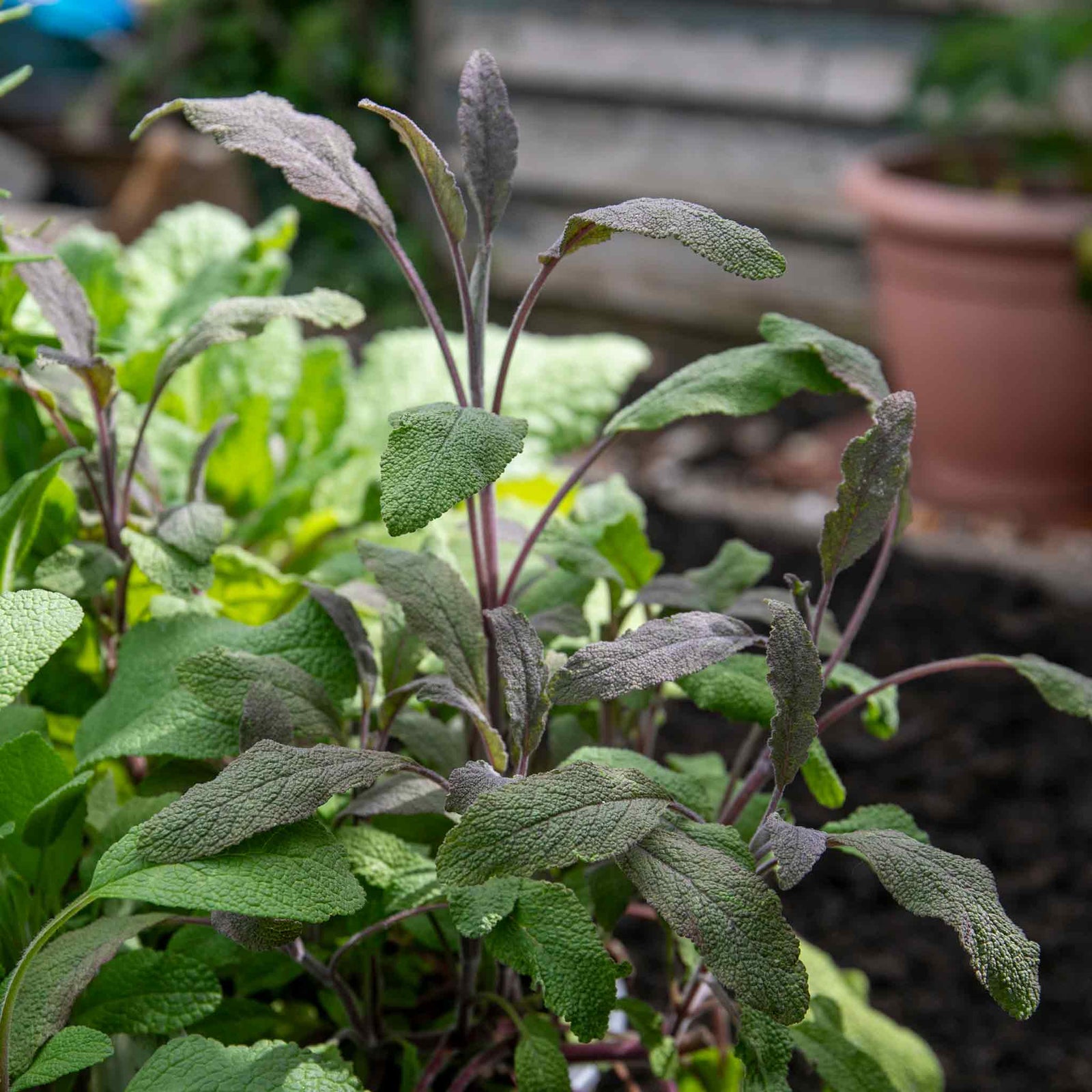 Sage 'purpurascens' (purple Sage) 1l Pot | 1 x 7cm | Green & White