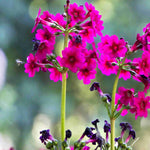 Primula Japonica Millers Crimson - 9cm Pot | 1 x 9cm | Purple