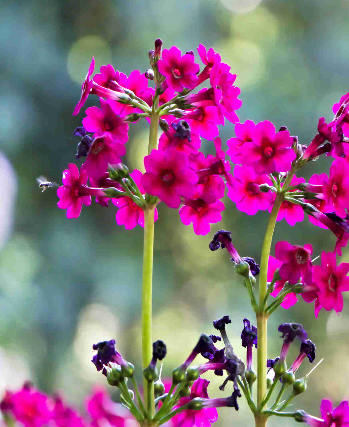 Primula Japonica Millers Crimson - 9cm Pot | 3 x 9cm | Red