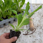 Primula Vialii 'red Hot Poker' Plants | 1 x 9cm | Crimson