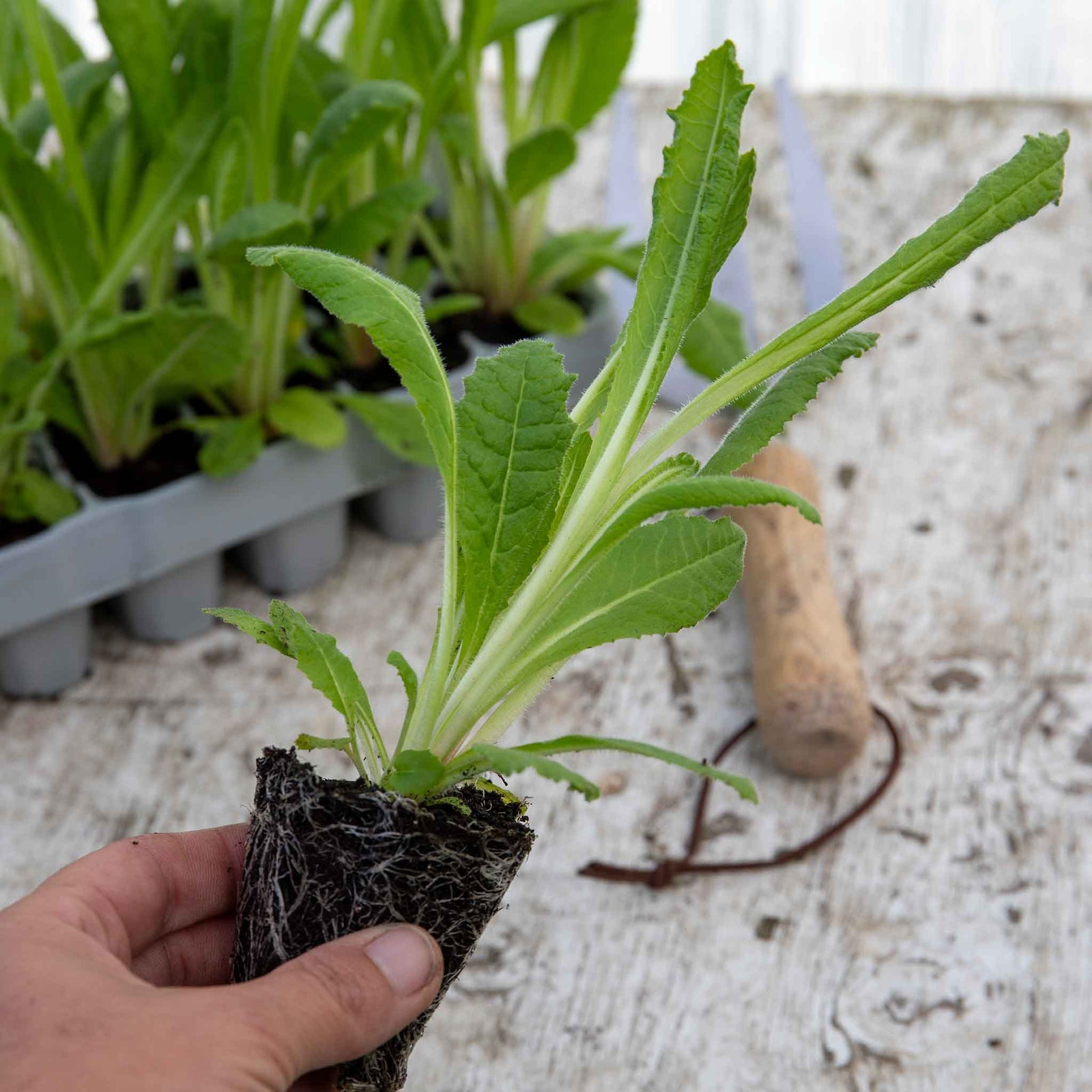 Primula Vialii 'red Hot Poker' Plants | 1 x 9cm | Crimson