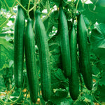 Cucumber 'telegraph' — Heavy-cropping Salad Cucumber, 120 Cm | 6 x Jumbo Plugs | Green