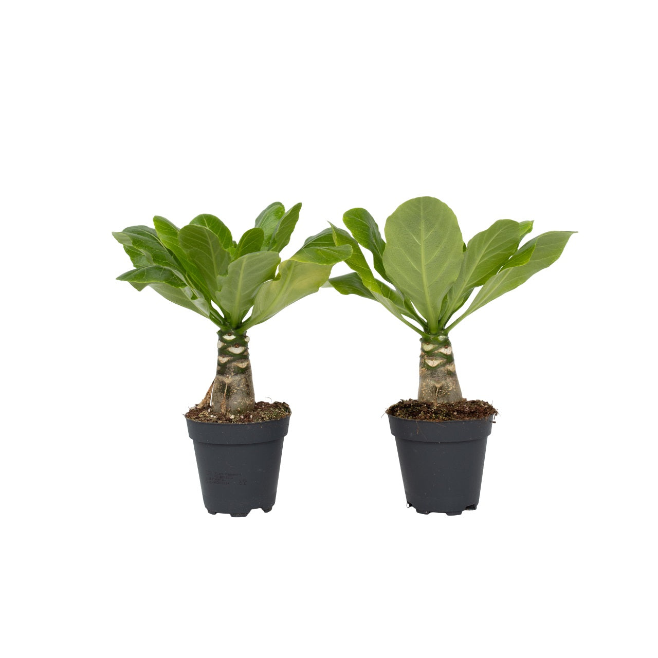 Hawaii Palm - 2 Pcs. - Brighamia 'insignis' - Height 25-35cm - ⌀12cm | Set of 2 | Green