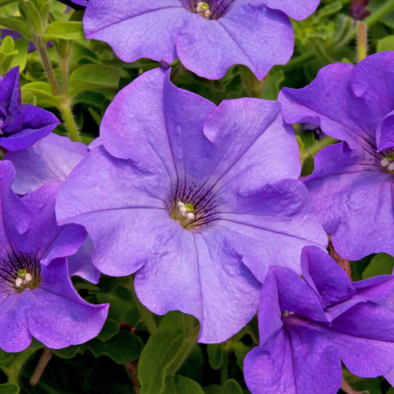 Petunia 'surfinia Heavenly Blue' Trailing Lilac-blue Plug Plants | 12 x Plug Plants | Blue