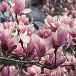 1x 3-4ft Magnolia Soulangeana Plant Fragrant Tree Supplied In A 3 Litre Pot