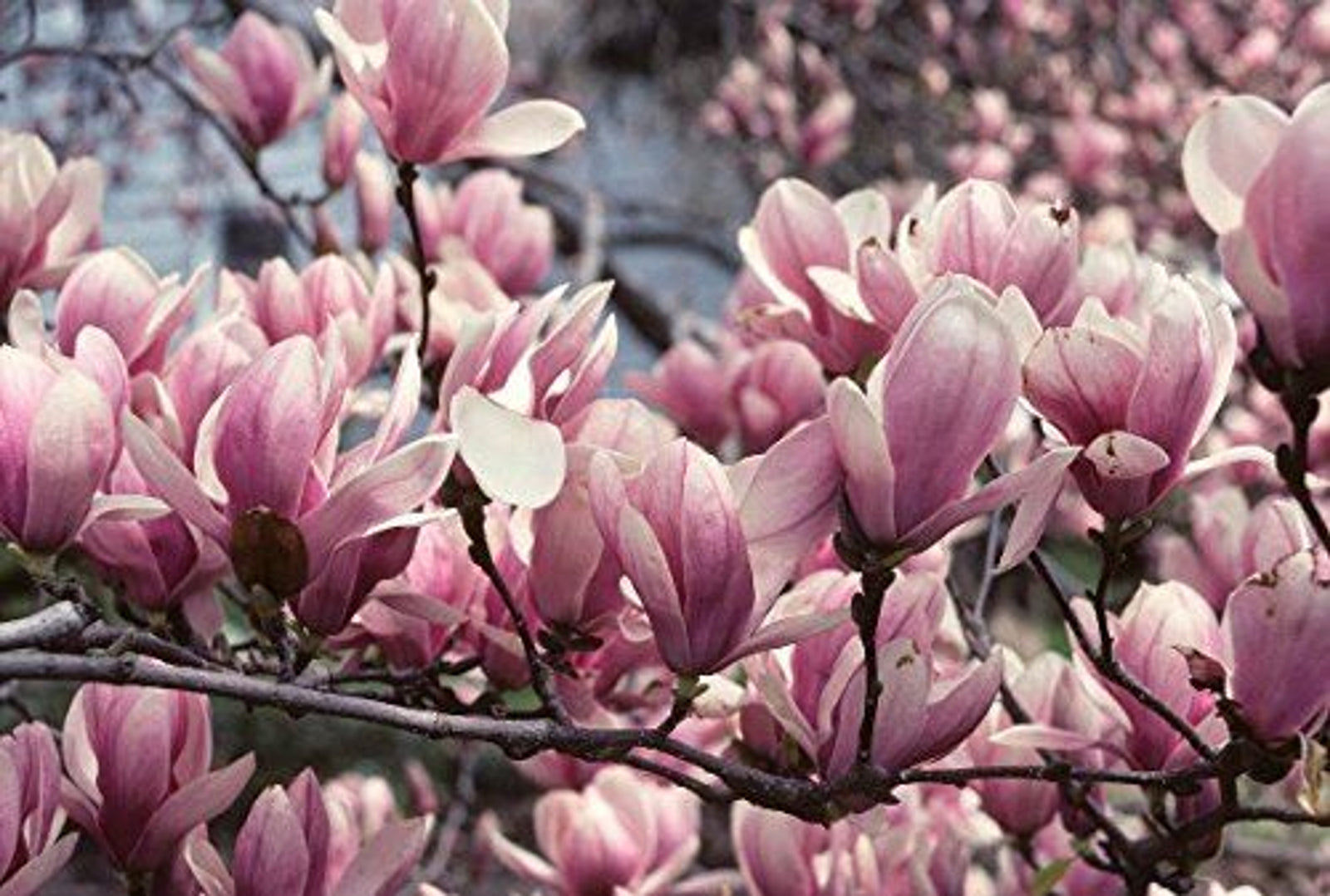 1x 3-4ft Magnolia Soulangeana Plant Fragrant Tree Supplied In A 3 Litre Pot