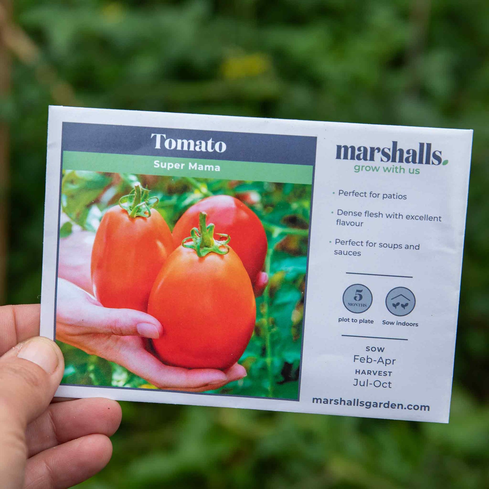 Super Mama Tomato - Compact Patio Variety Seeds | 15 Seeds