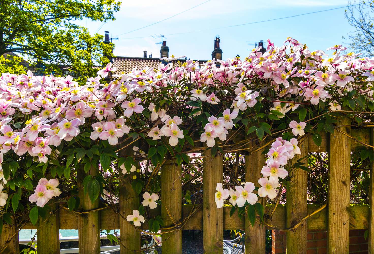 Clematis 'Montana Mayleen' Potted Plant | 3 x 7cm
