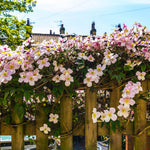 Clematis 'Montana Mayleen' Potted Plant | 1 x 7cm