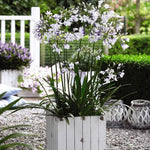 Agapanthus Twister 9cm Pot | 2 x 9cm