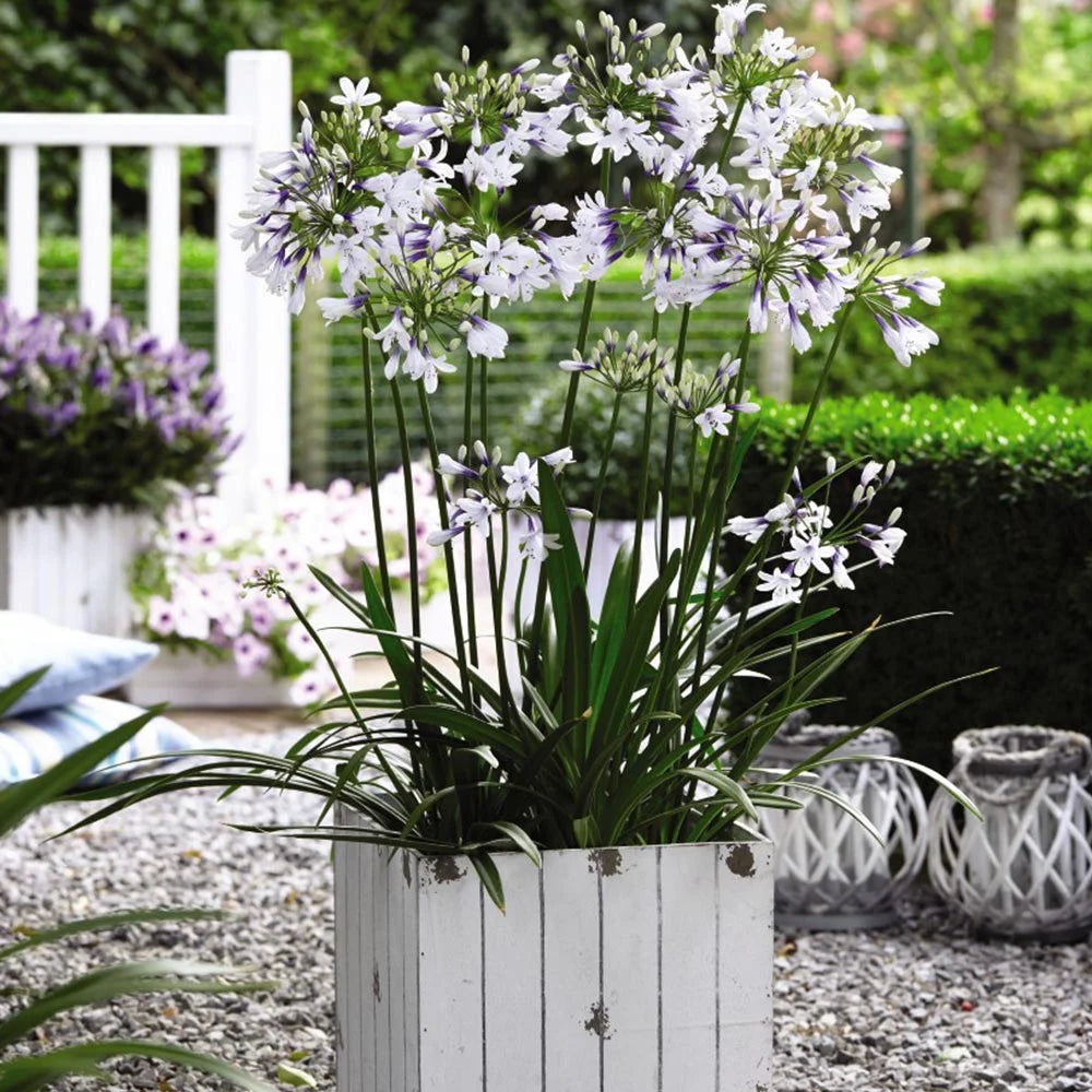 Agapanthus Twister 9cm Pot | 2 x 9cm