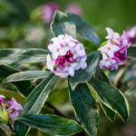 Daphne Odora Aureomarginata - 1l Pot | Set-of-2 | Pink