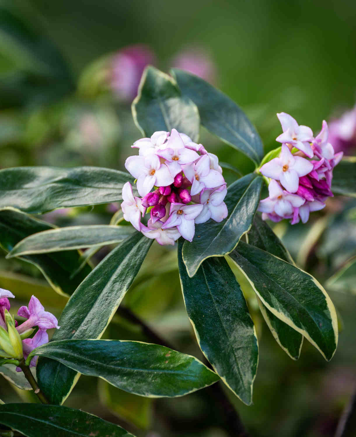Daphne Odora Aureomarginata - 1l Pot | Set-of-2 | Pink