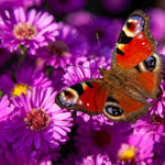 Aster Novi-belgii Purple Dome - 9cm pot