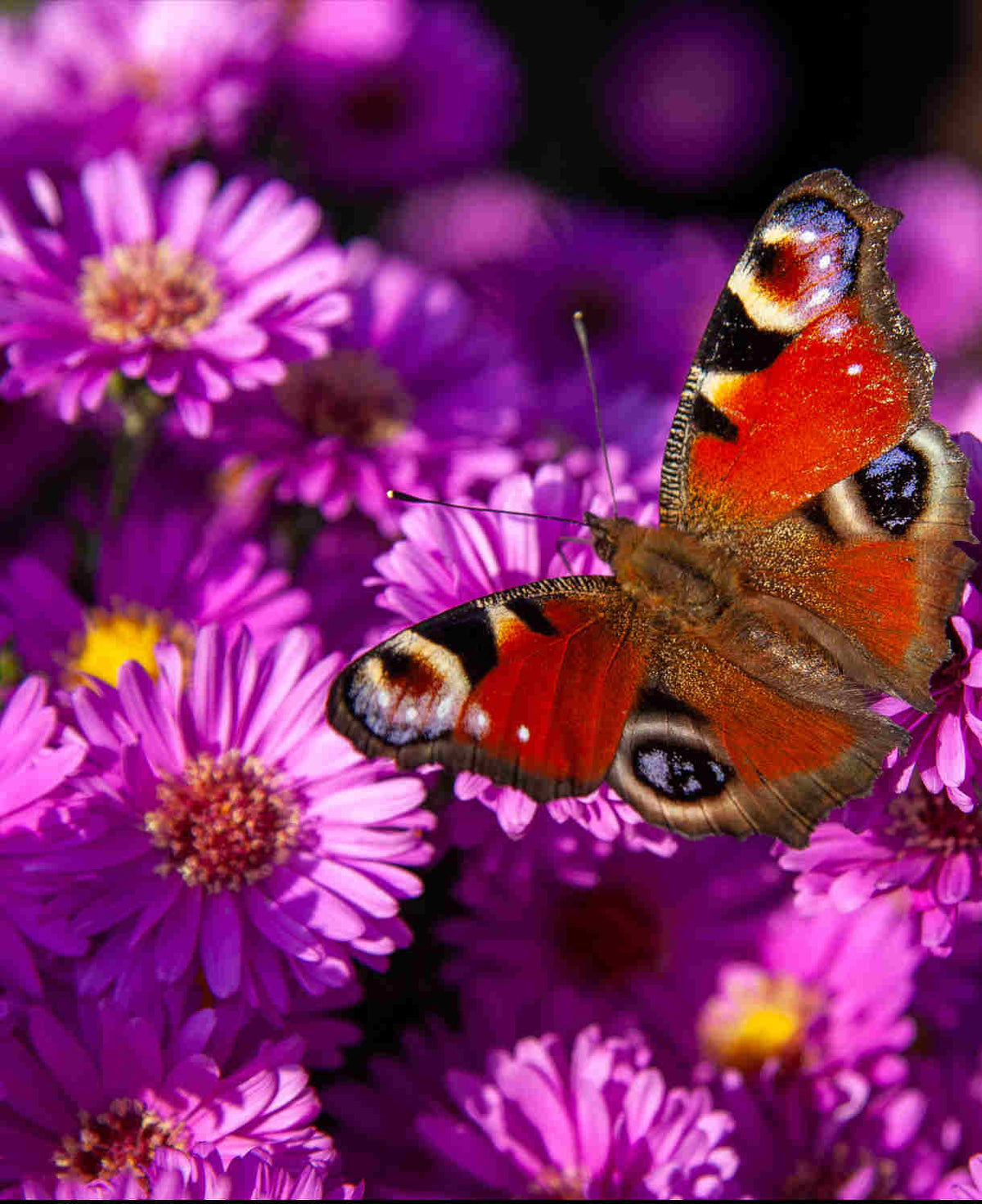 Aster Novi-belgii Purple Dome - 9cm pot