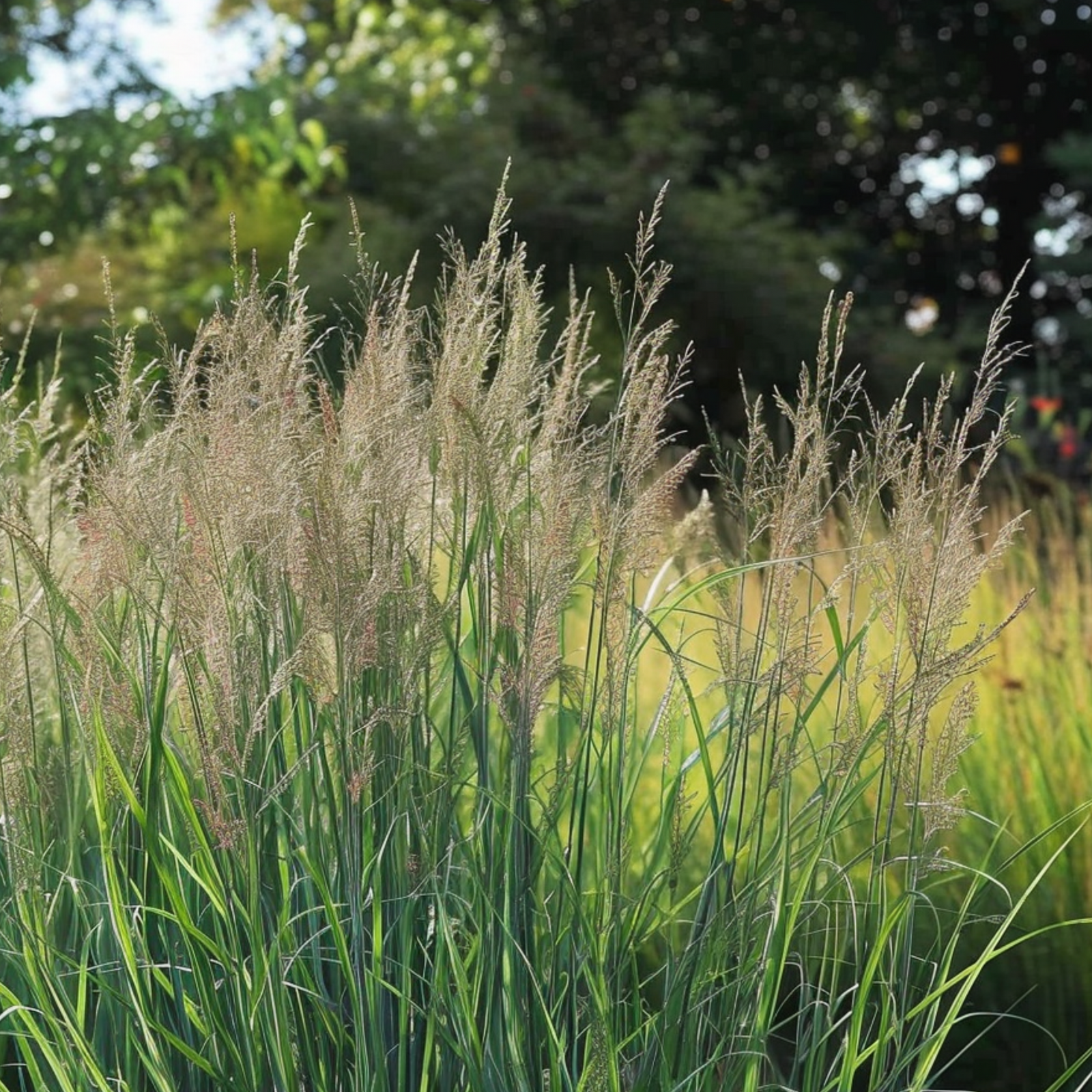 Switch Grass - Panicum Virgatum 'northwind' - Height 40-60cm - ⌀23cm | Set of 1 | Green