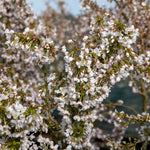 Flowering Cherry 'kojo-no-mai' Compact 2.5m Tree Rhs Agm | 1 x 9cm | Pink & White